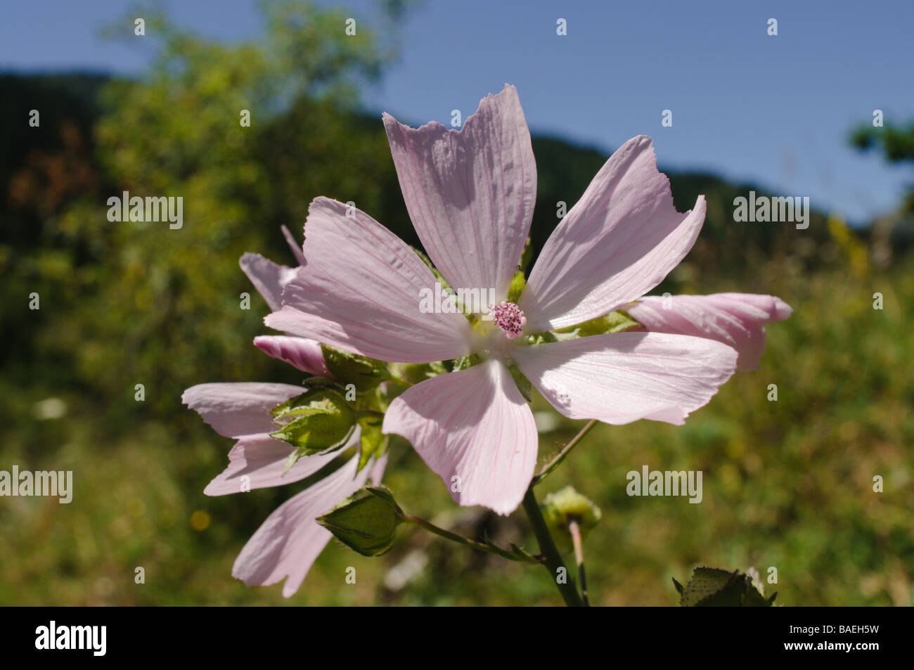 Malvaceae Blume Pyrenäen Lleida Spanien Stockfoto