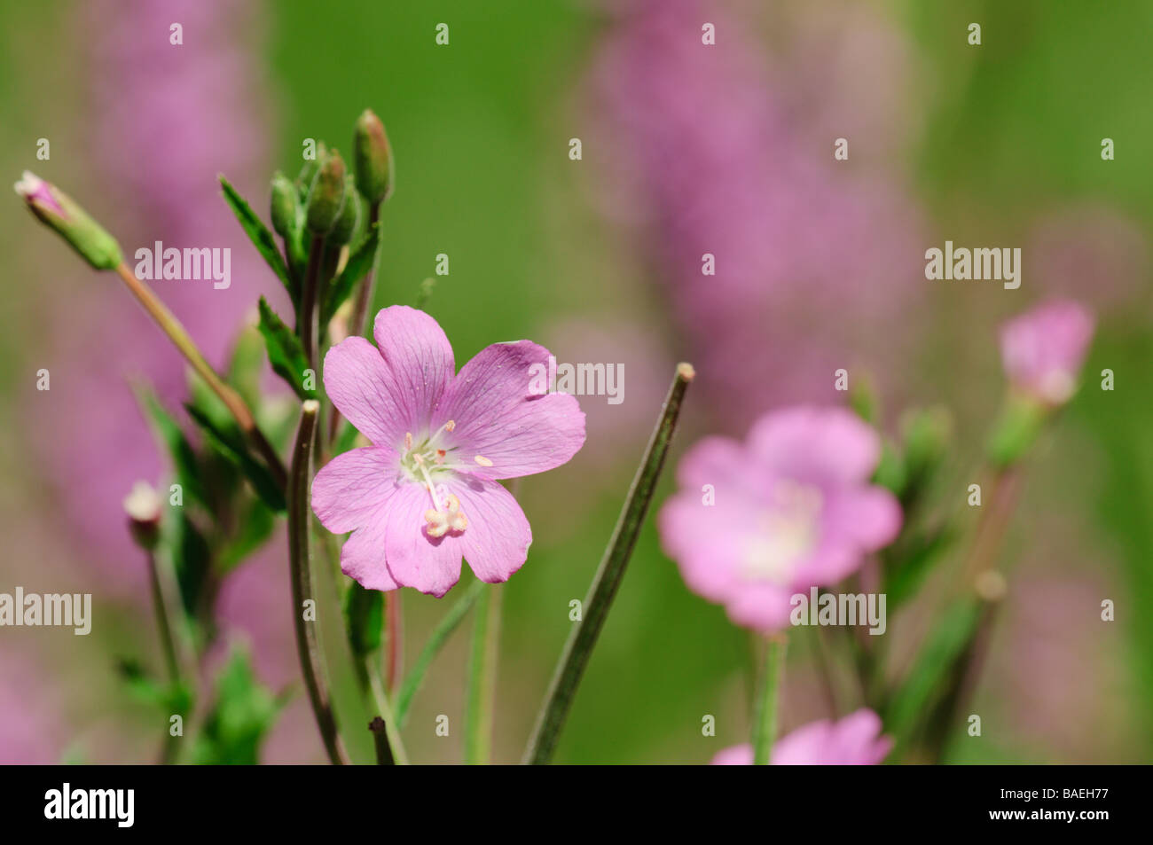 Epilobium Hirsutum Pyrenäen Lleida Spanien Stockfoto