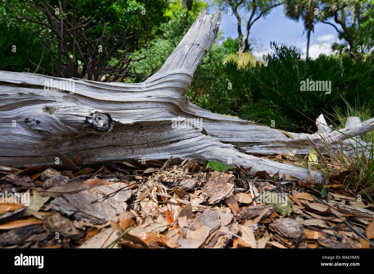 Bok Tower Gardens nationale historische Wahrzeichen Lake Wales, Florida Stockfoto