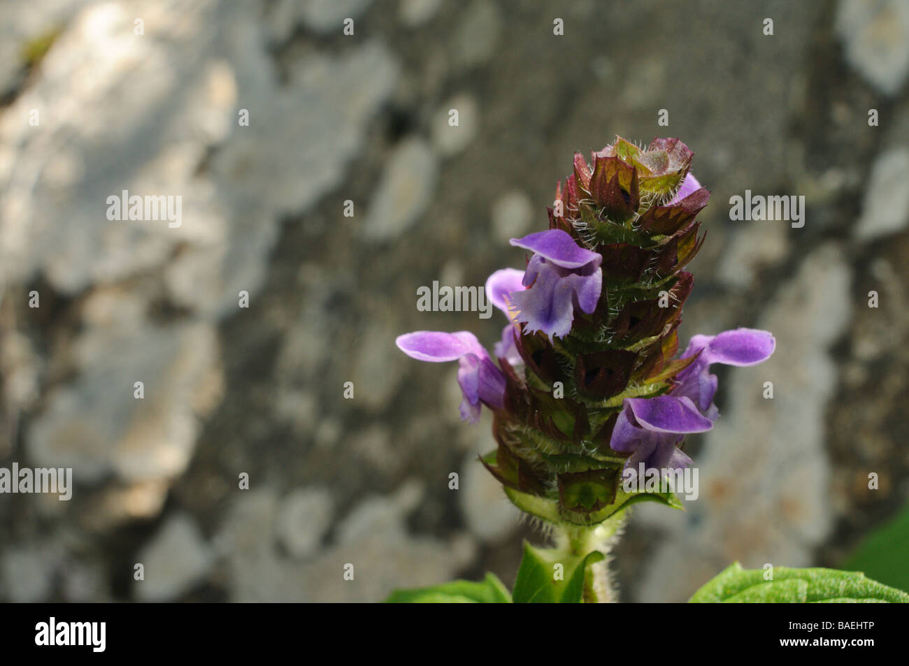 Healall Prunella Vulgaris Pyrenäen Lleida Spanien Stockfoto