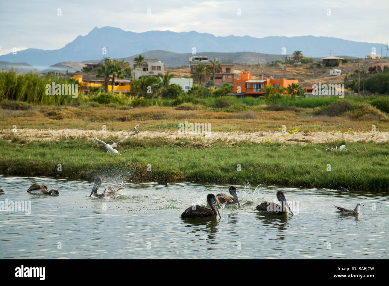 Mexiko Todos Santos braune Pelikane schwimmen und Baden in Süßwasser-Lagune mit Bergen und Häusern im Hintergrund Stockfoto