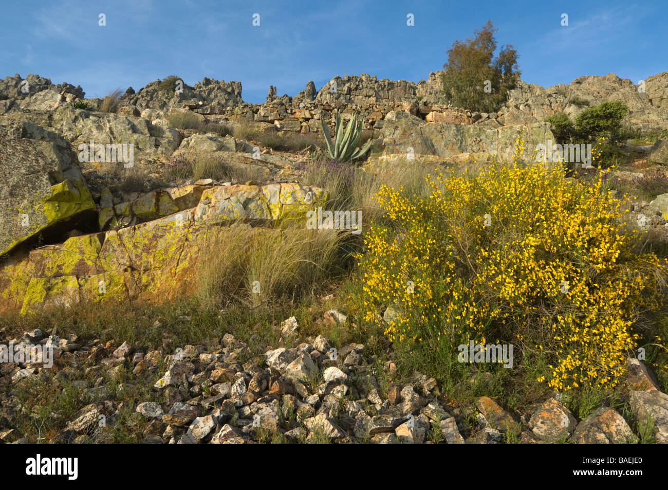 Ginster Spartium Junceum Extremadura Spanien Stockfoto