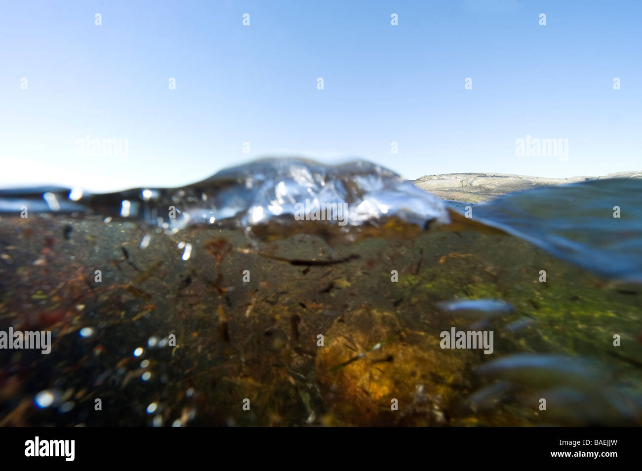 Unter Wasser split Westküste Schweden, Vision. Stockfoto