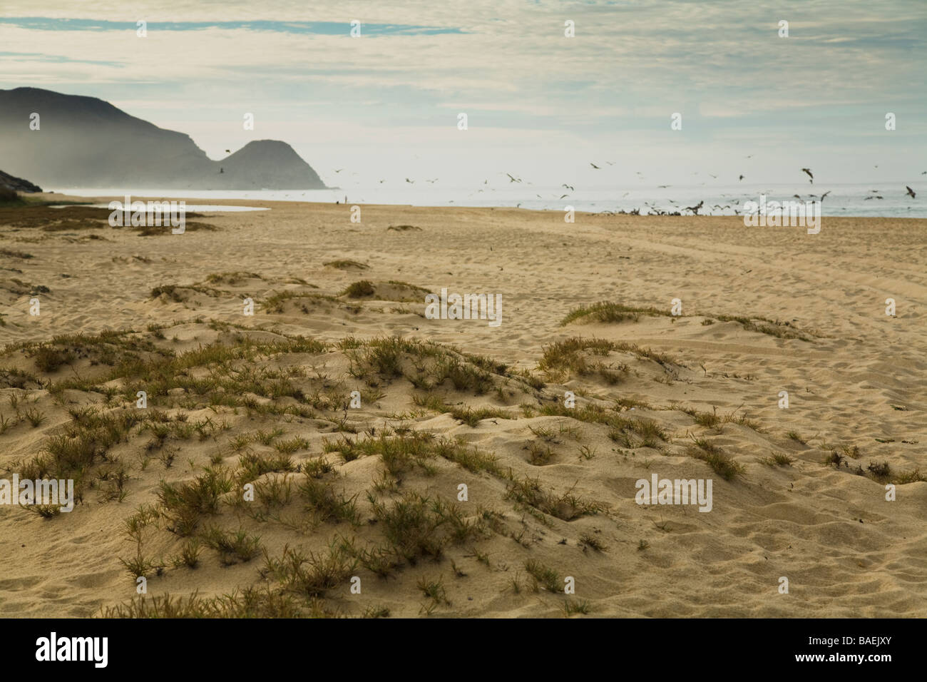 Mexiko Todos Santos Sanddünen mit Seegras entlang Playa La Cachora Felsformation im Abstand entlang Pazifischer Ozean Stockfoto