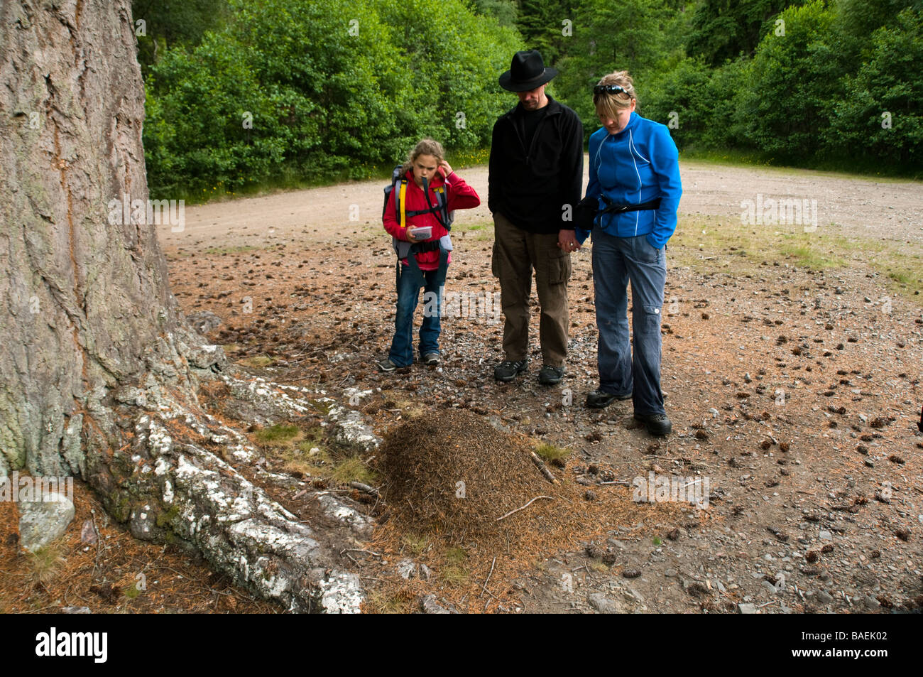 Eine Familie sucht in einem Ameisenhaufen in einem Wald in der Nähe von Cannich, Highland Region, Scotland, UK Stockfoto