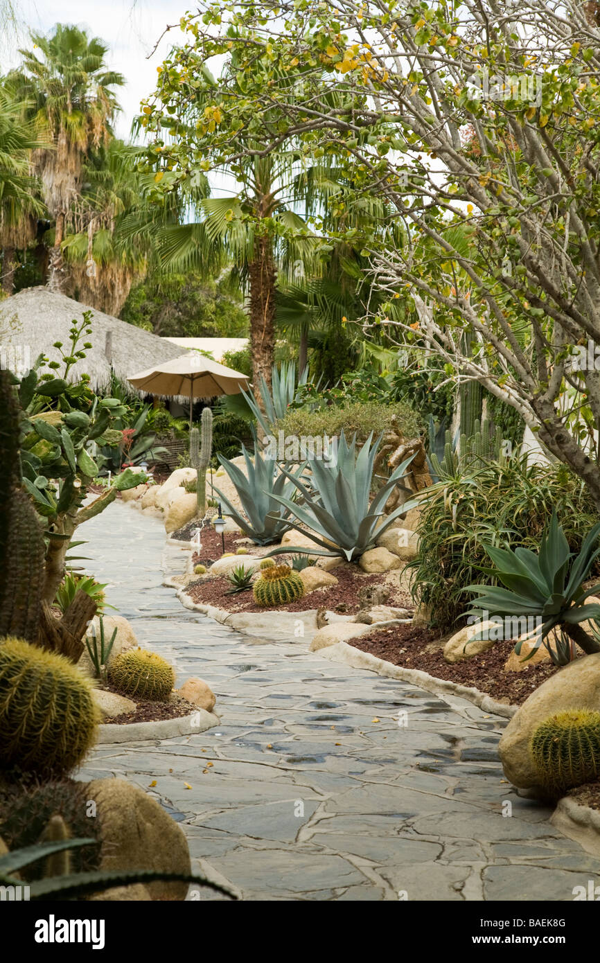 Mexiko Todos Santos Los Adobes Restaurant und Weg durch Kaktus Garten  servieren gehobene mexikanisches Essen Stockfotografie - Alamy