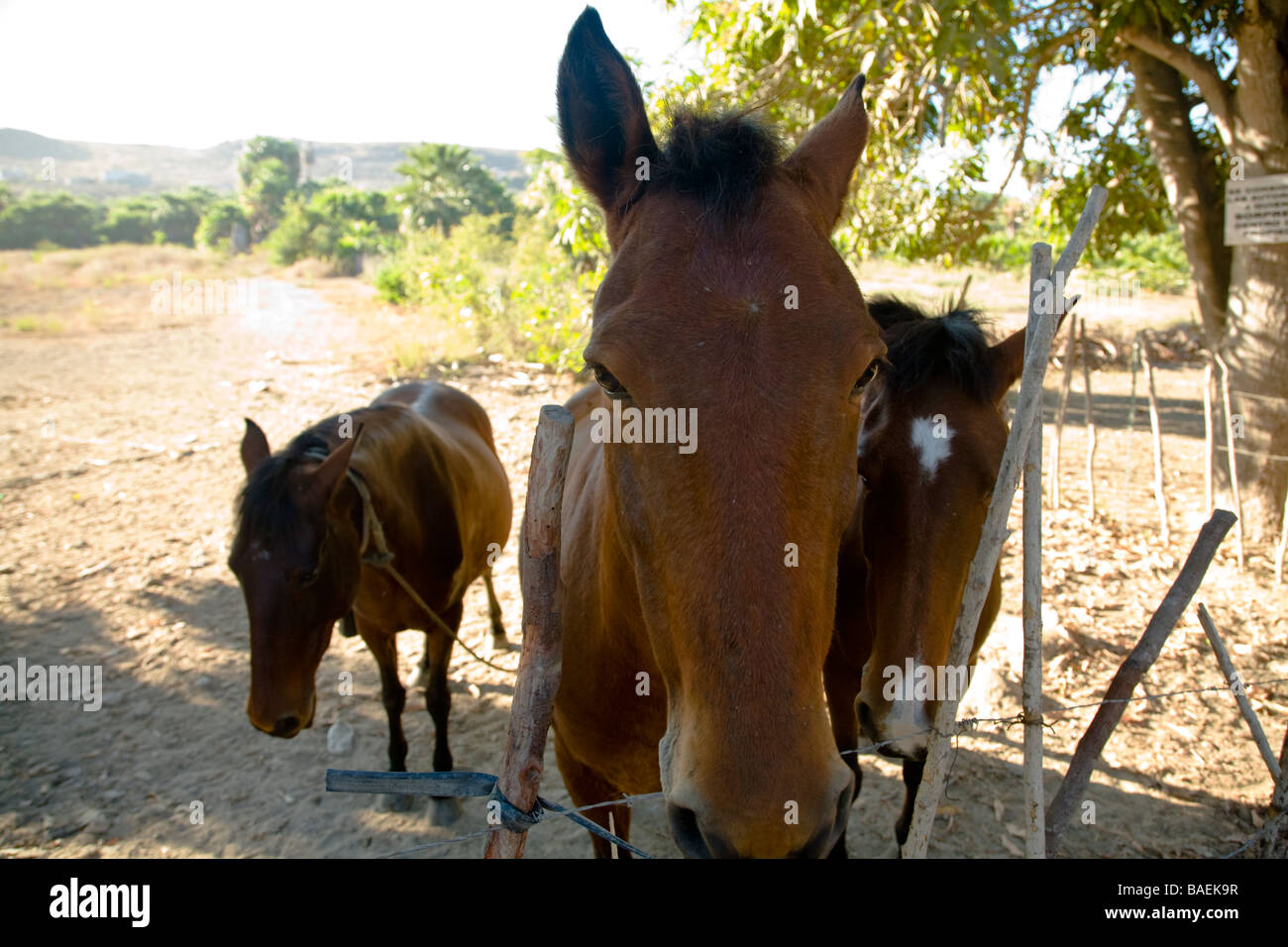 Mexiko Todos Santos braun Pferde stehen im trockenen Weide Zaun Stockfoto