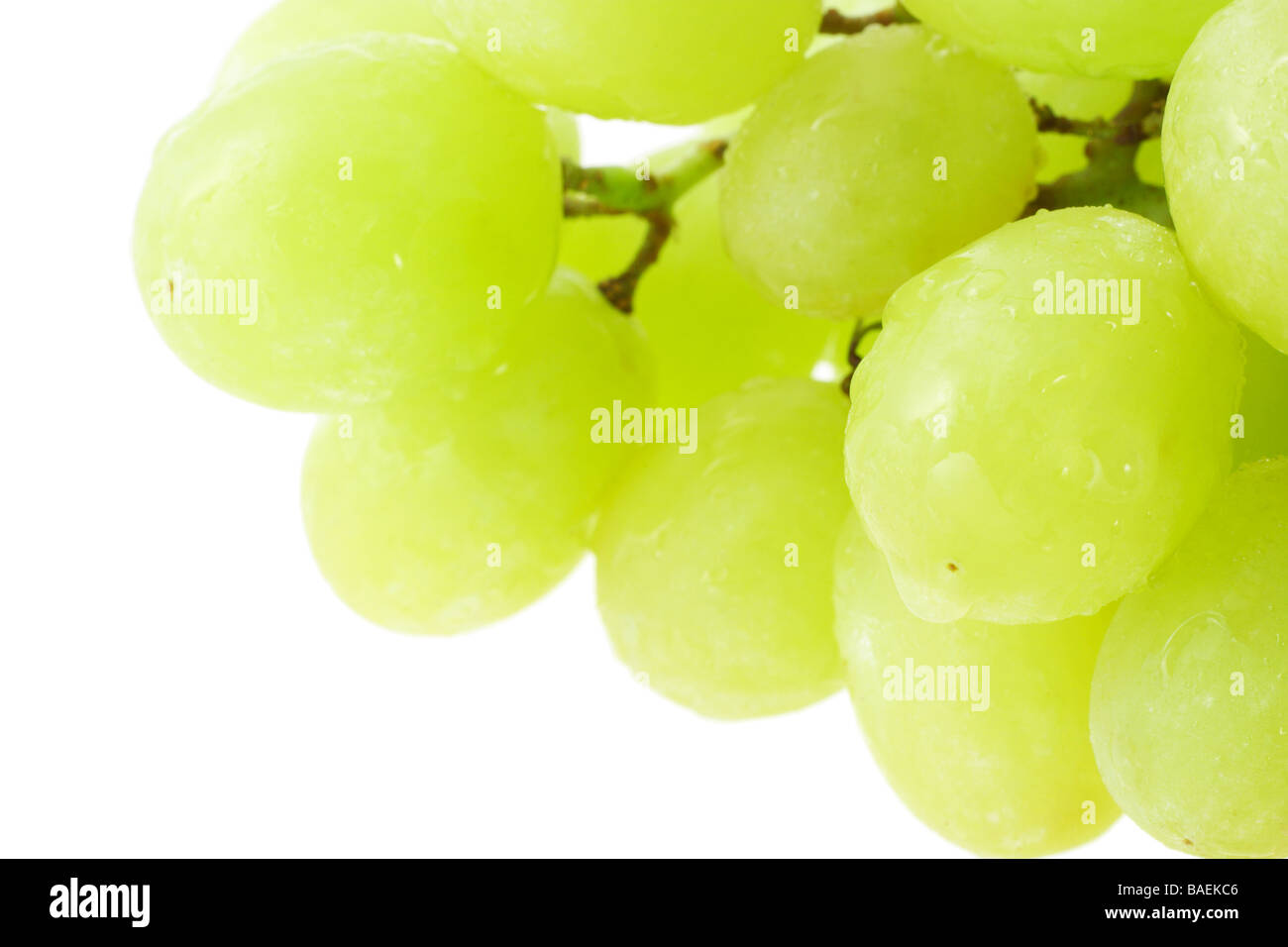 Nahaufnahme von grüne Weintraube mit Textfreiraum Stockfoto