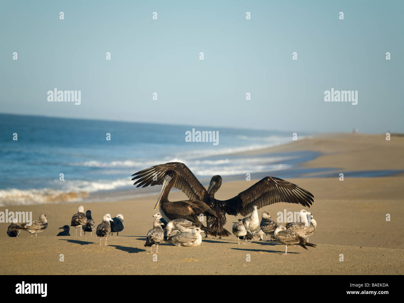 Mexiko Todos Santos braune Pelikan Vogel verbreitet Flügel heraus zum Trocknen auf Strand am Pazifischen Ozean Möwen Stockfoto