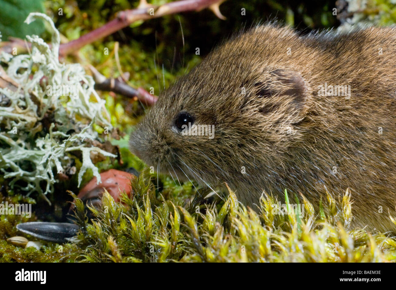 Eine Rötelmaus, Clethrionomys Glareolus, ernähren sich von Samen und Früchten auf dem Waldboden. Stockfoto