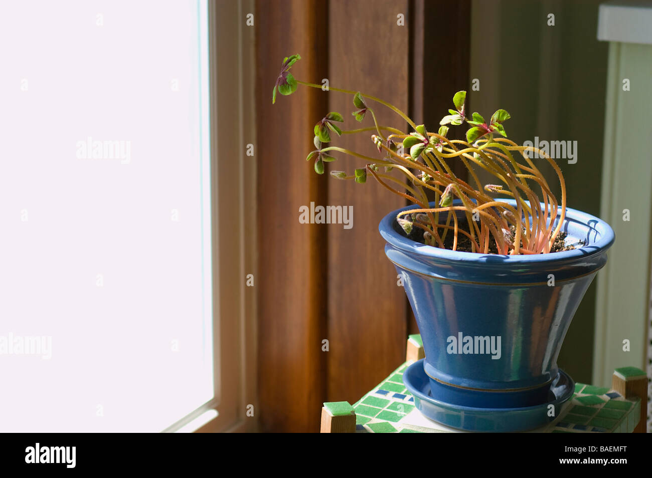 Blühende Pflanze biegen in Richtung Sonneneinstrahlung vom Fenster. Beispiel für Phototropismus. Stockfoto