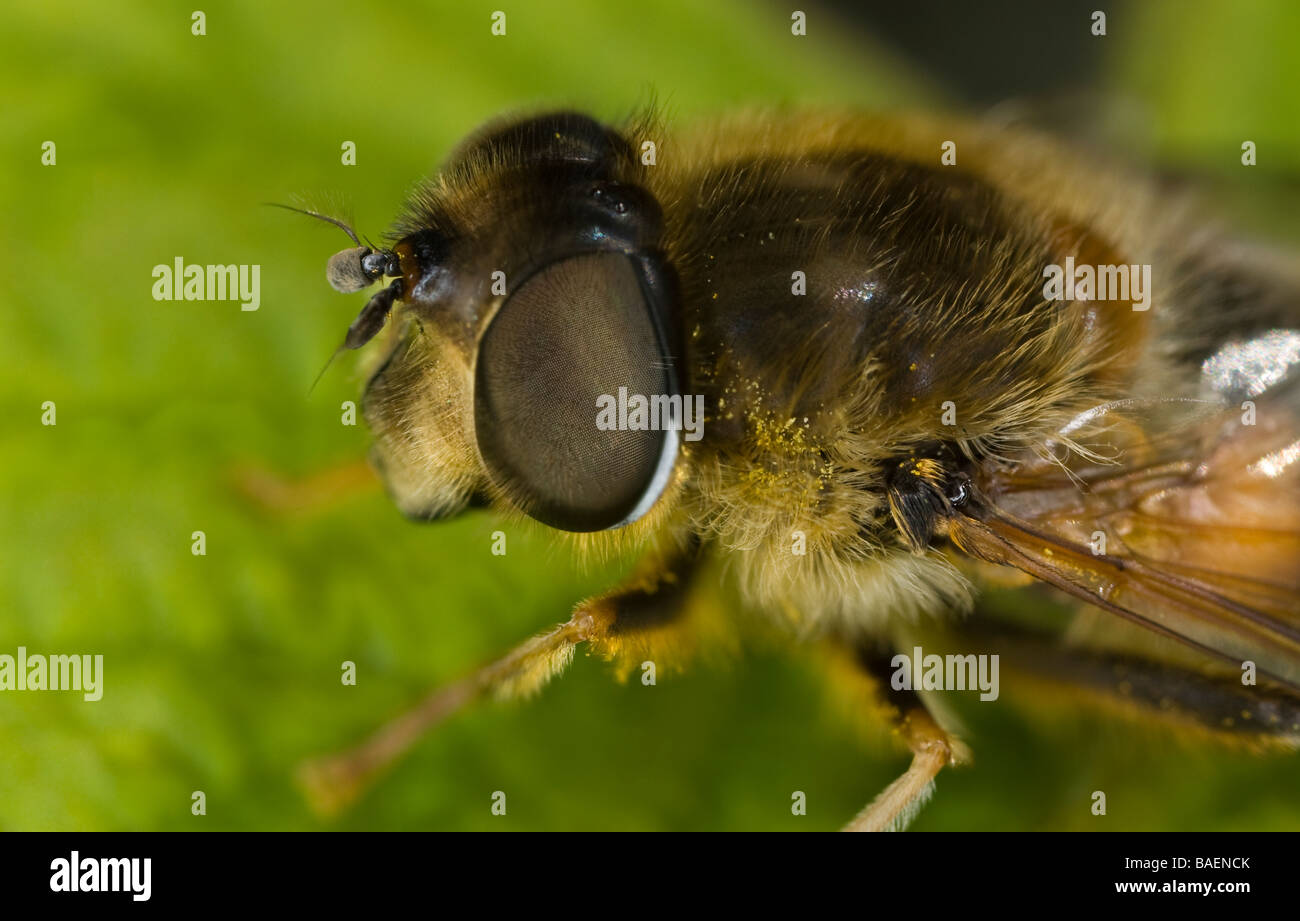 Nahaufnahme des Kopfes eine Honigbiene-Mimic Hoverfly (Eristalis Pertinax) Stockfoto