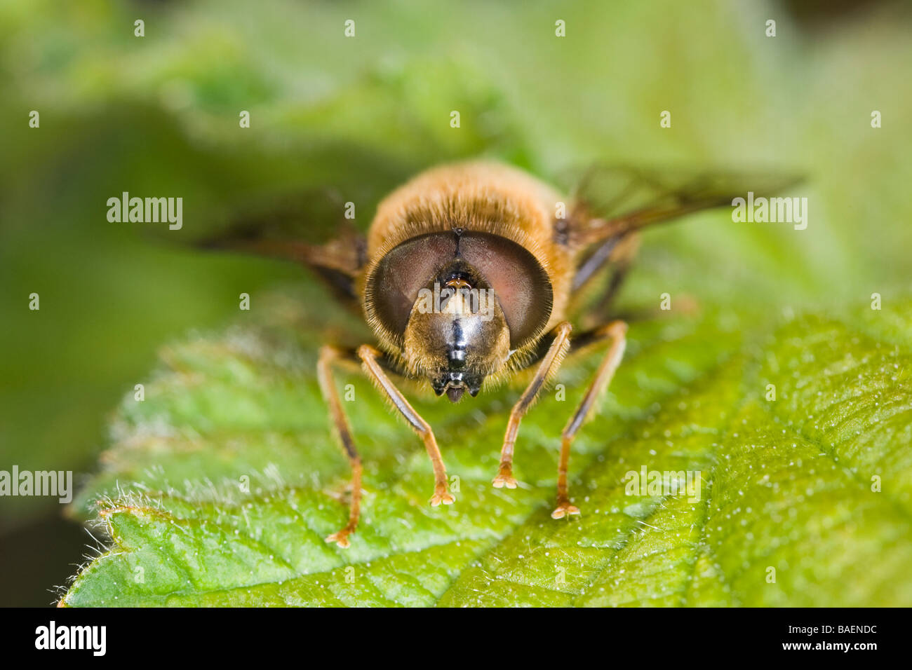 frontalen Nahaufnahme Blick auf die Honigbiene mimischen Eristalis Pertinax Hoverlfy (Diptera: Syrphidae) Stockfoto