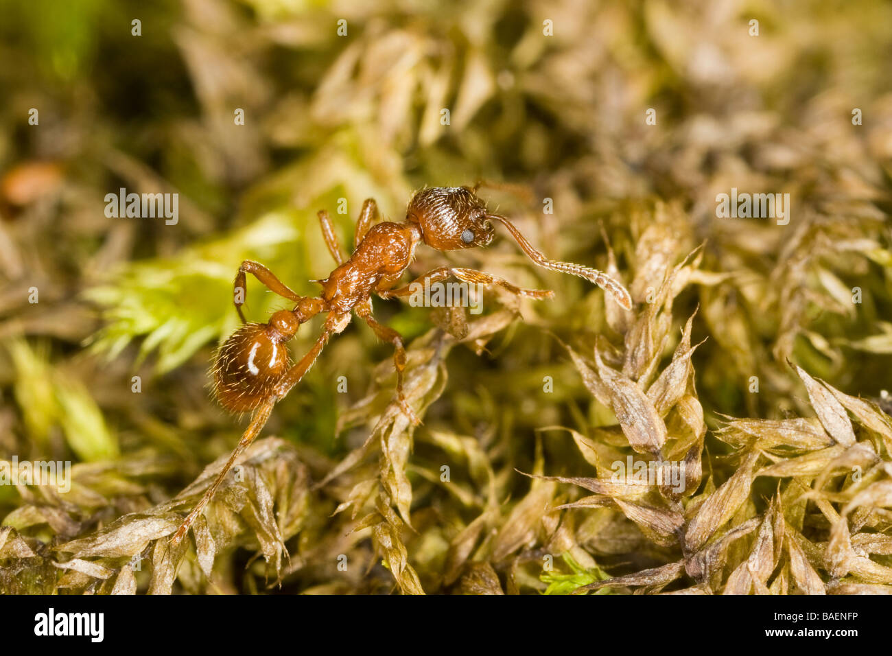 Rote Ameise (Ameisen: Myrmica Rubra), mit eine parasitische Milbe am hinteren Bein, Wandern auf Moos Stockfoto