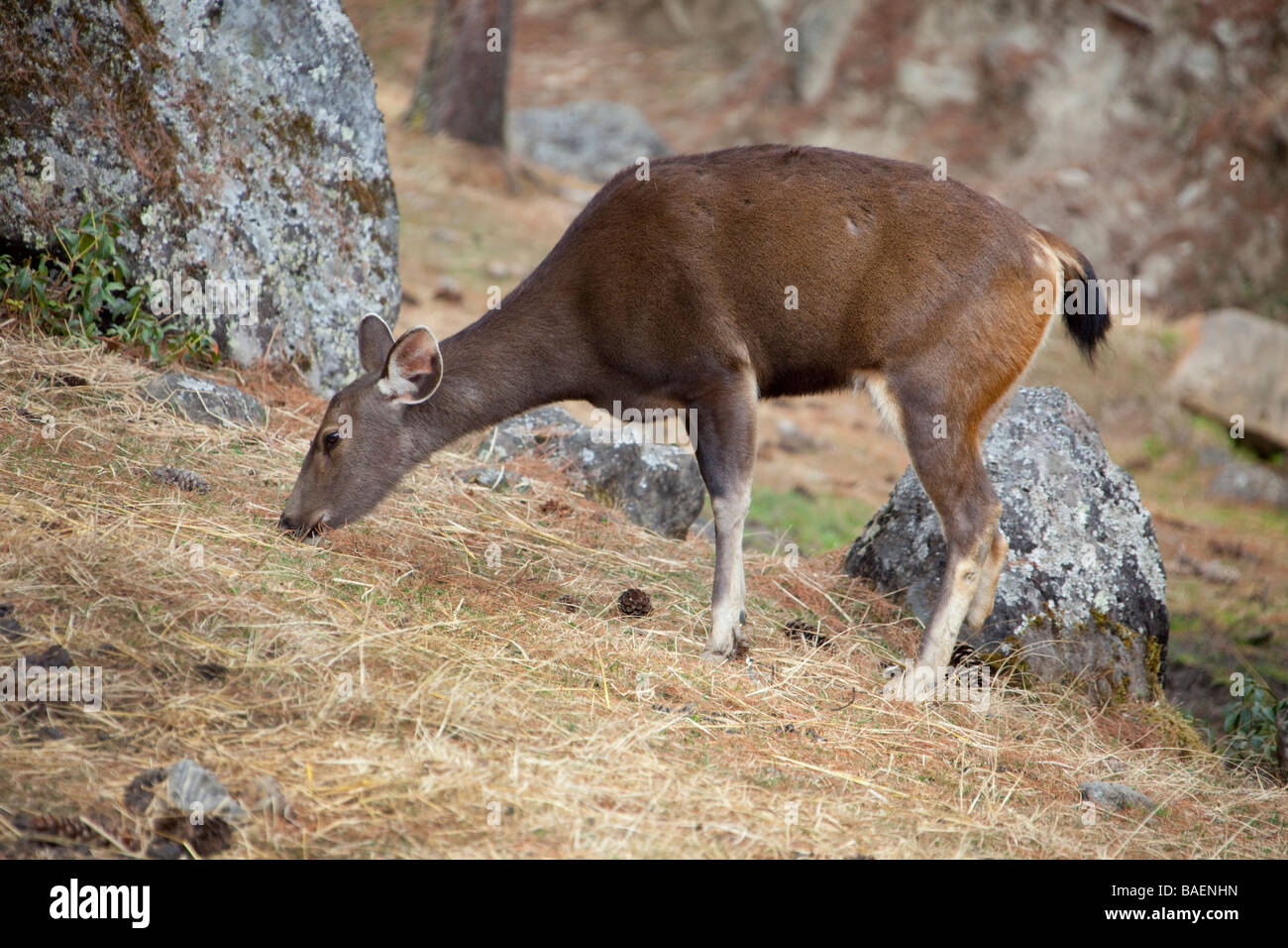 Hirsch oder Takin am Berghang, Naturschutzgebiet in der Nähe von Thimphu Bhutan Asia Horizontal 91415 Bhutan-Takins Stockfoto