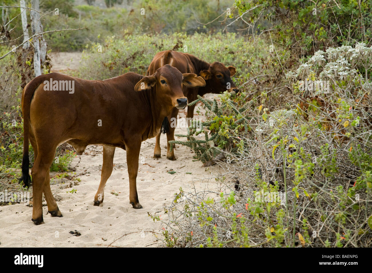 Mexiko Todos Santos braune Kühe grasen auf Pinsel und Gräser Sandstrand entlang Stockfoto