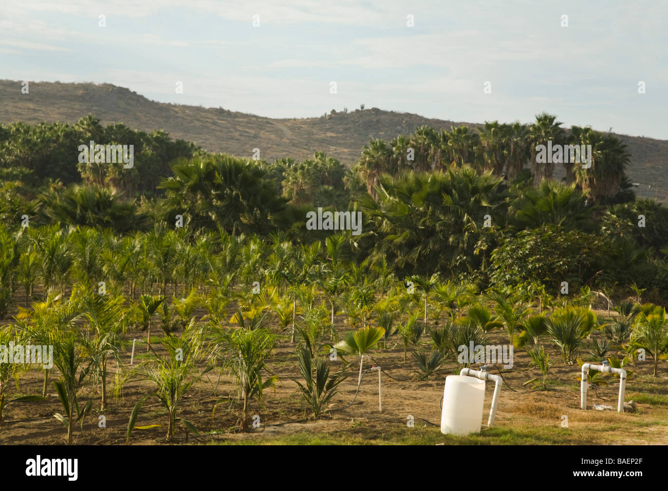 Mexiko Todos Santos Reihen von bewässerten Palmen wachsen in Pflanze Kindergärten Feld Sierra Laguna Mountains in Ferne Stockfoto