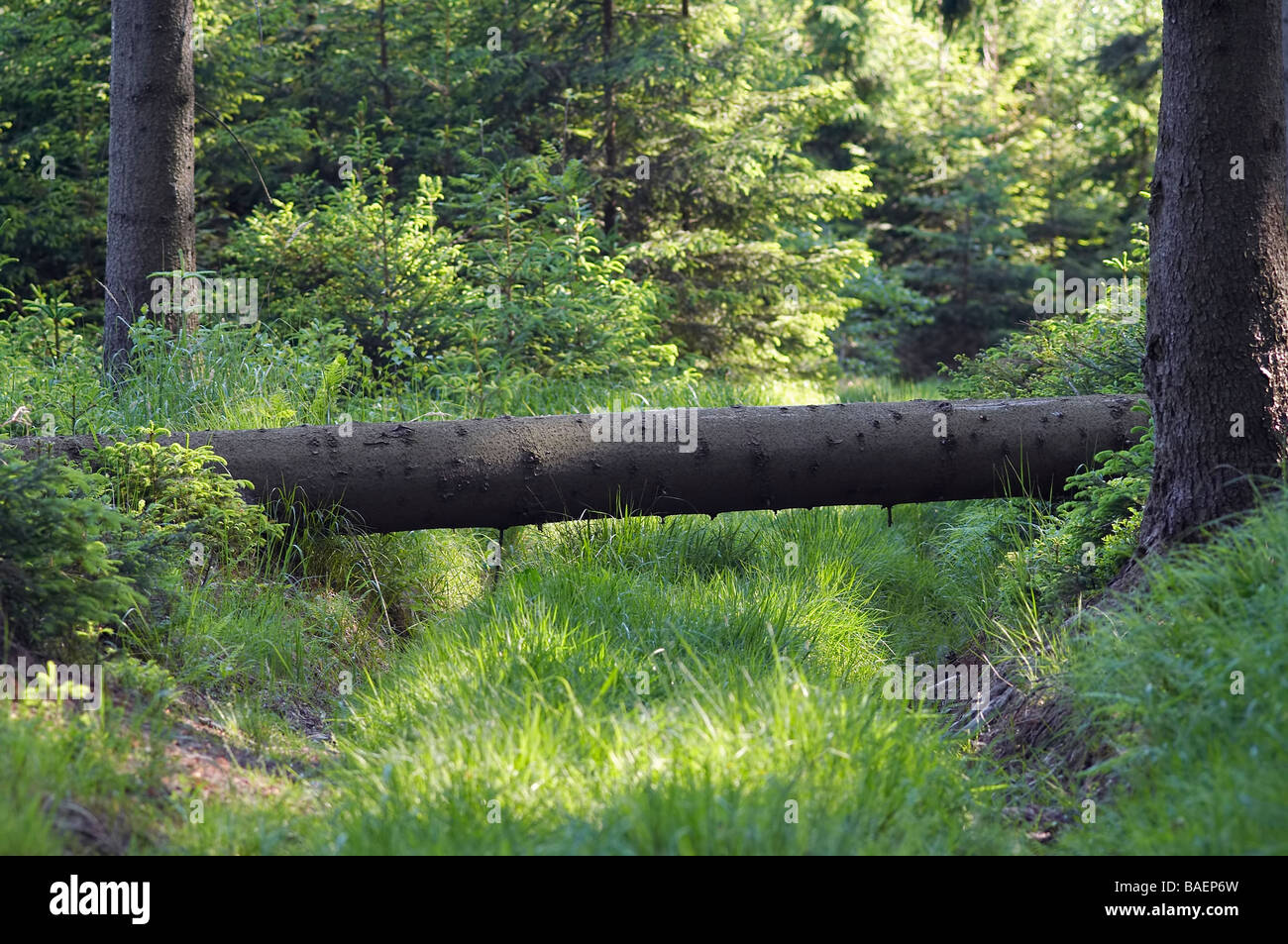 Schuss des alten überwachsenem Waldweg Stockfoto