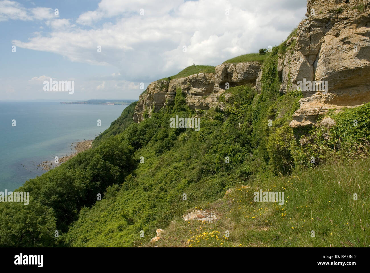 Küste von South Devon, Blick nach Westen entlang West Cliff in der Nähe von Branscombe Stockfoto