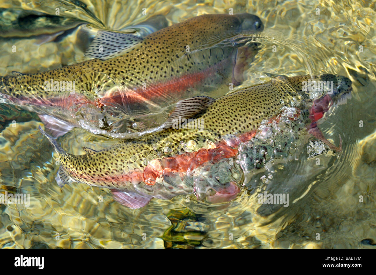 Paar Regenbogenforelle Oncorhynchus mykiss Schwimmen an der Oberfläche in frischem Wasser mit Sandboden in der Fischzuchtanstalt in Sandwich, Cape Cod Massachusetts Stockfoto