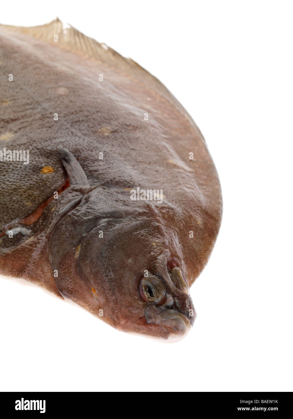 Frisch gefangenen Fisch Roh ungekocht ganze Wohnung Scholle Isoliert gegen einen weißen Hintergrund mit keine Menschen und einen Freistellungspfad Stockfoto