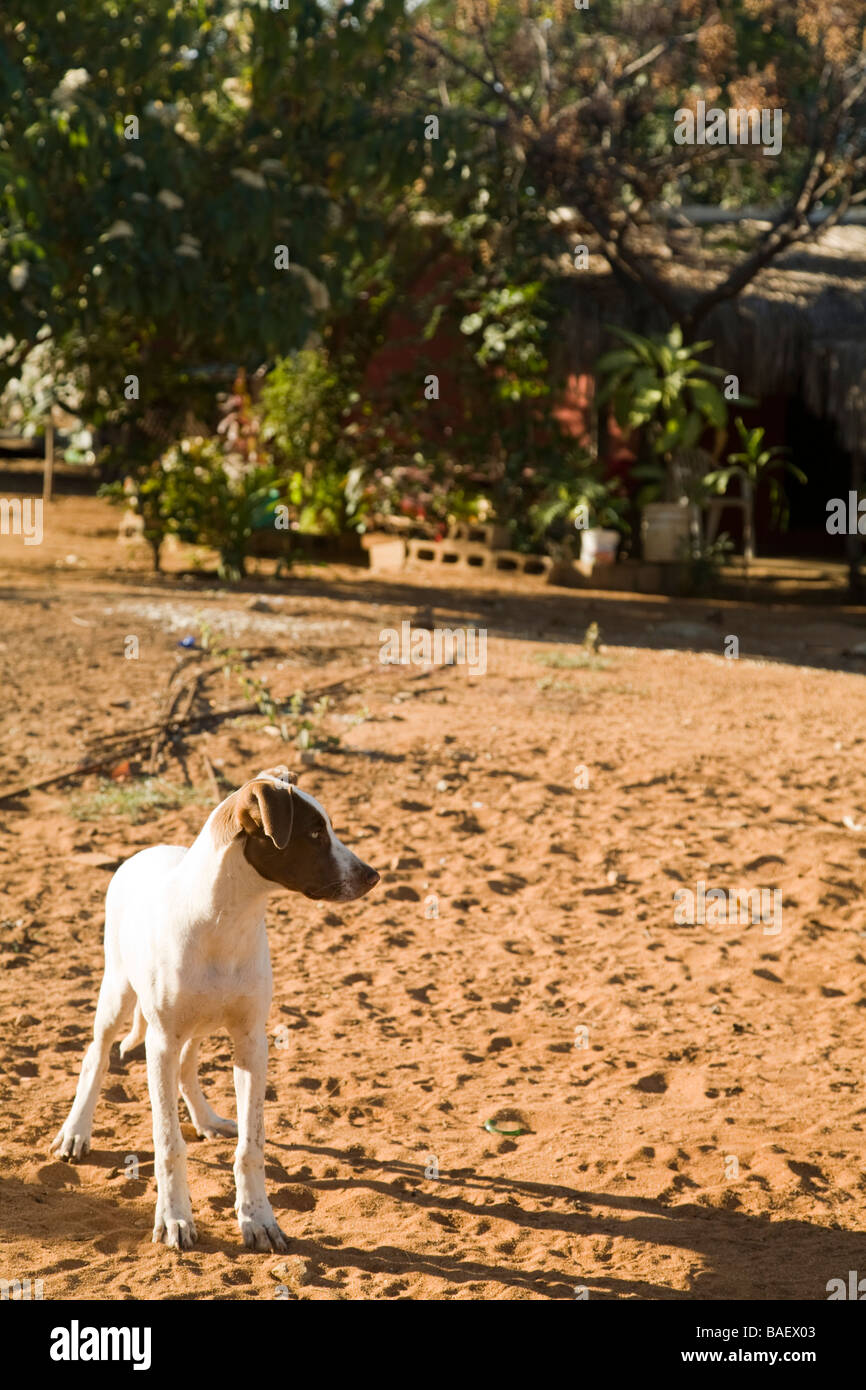 In sandigen Hof des Hauses in kleinen mexikanischen Stadt Mexiko La Playita White Mischling Hund stehen Stockfoto