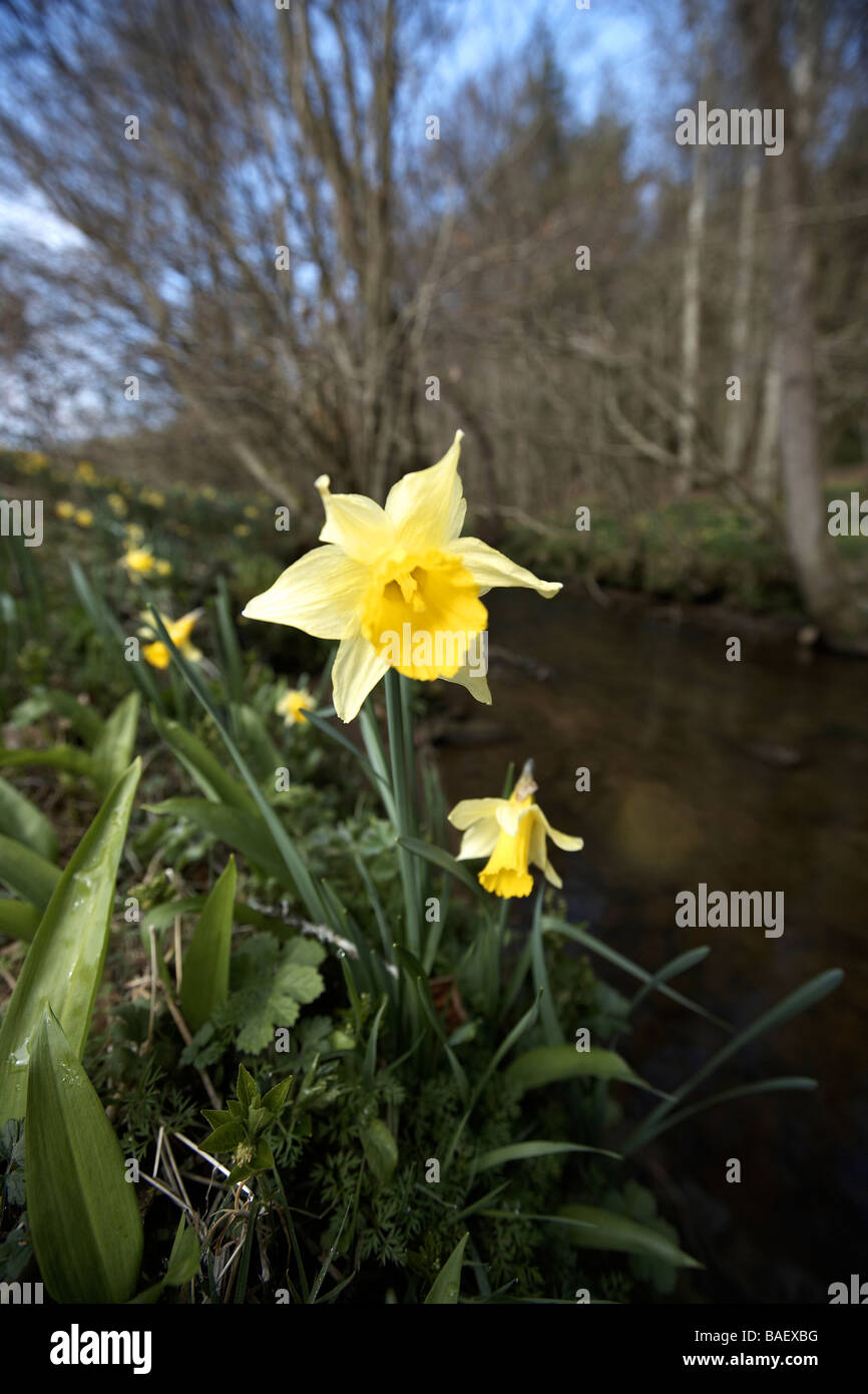 Wilde Narzissen Narcissus Pseudonarcissus der Farndale wachsenden nächsten Fluss Dove North Yorkshire Moors Nationalpark UK Stockfoto