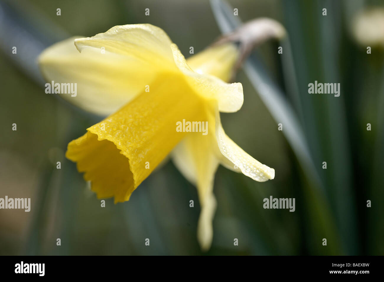 Wilde Narzissen Narcissus Pseudonarcissus Farndale UK Stockfoto