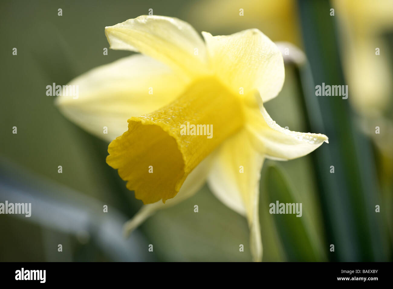 Wilde Narzissen Narcissus Pseudonarcissus Farndale UK Stockfoto