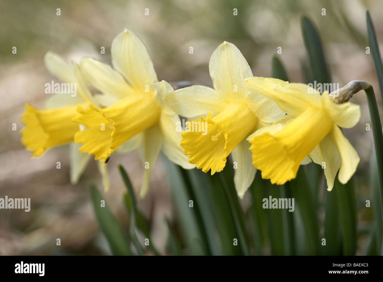 Wilde Narzissen Narcissus Pseudonarcissus von Farndale UK Stockfoto