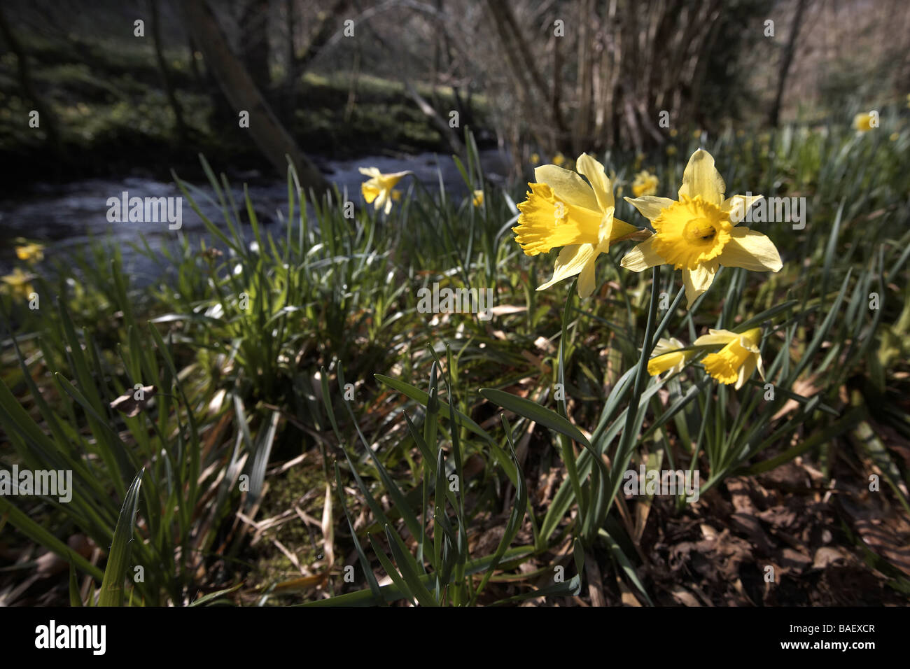 Wilde Narzissen Narcissus Pseudonarcissus der Farndale wachsenden nächsten Fluss Dove North Yorkshire Moors Nationalpark UK Stockfoto