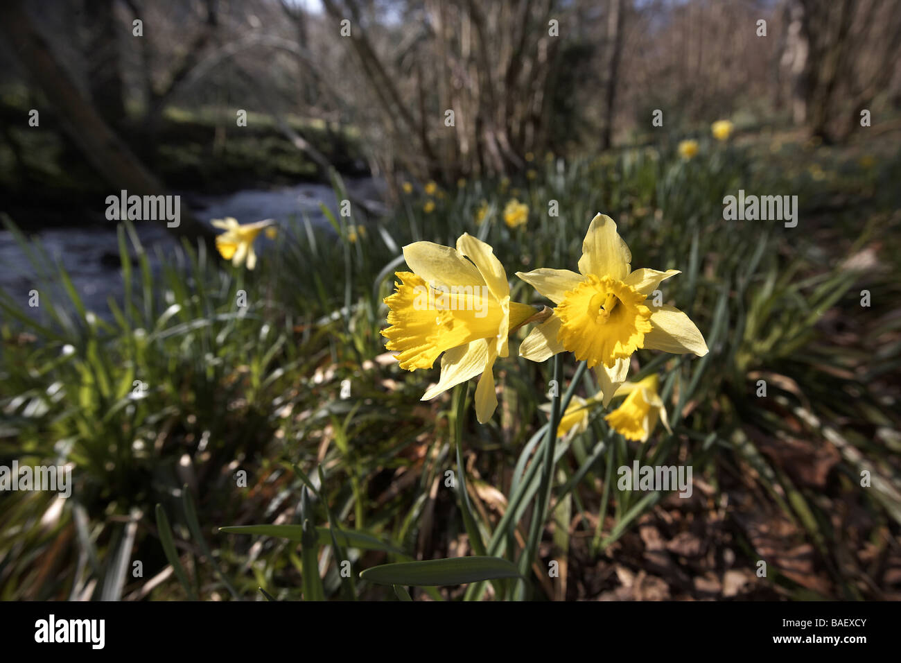 Wilde Narzissen Narcissus Pseudonarcissus der Farndale wachsenden nächsten Fluss Dove North Yorkshire Moors Nationalpark UK Stockfoto