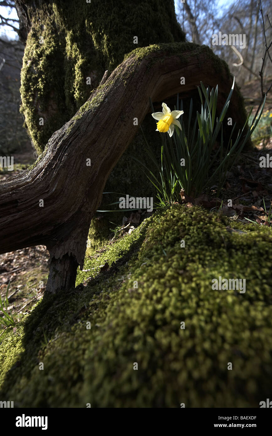 Wilde Narzissen Narcissus Pseudonarcissus Farndale UK Stockfoto