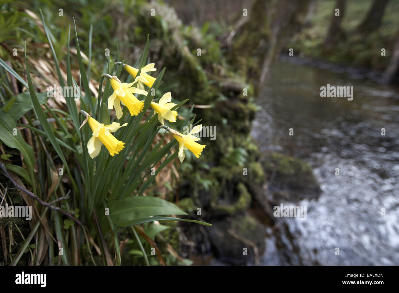Wilde Narzissen Narcissus Pseudonarcissus der Farndale wachsenden nächsten Fluss Dove North Yorkshire Moors Nationalpark UK Stockfoto