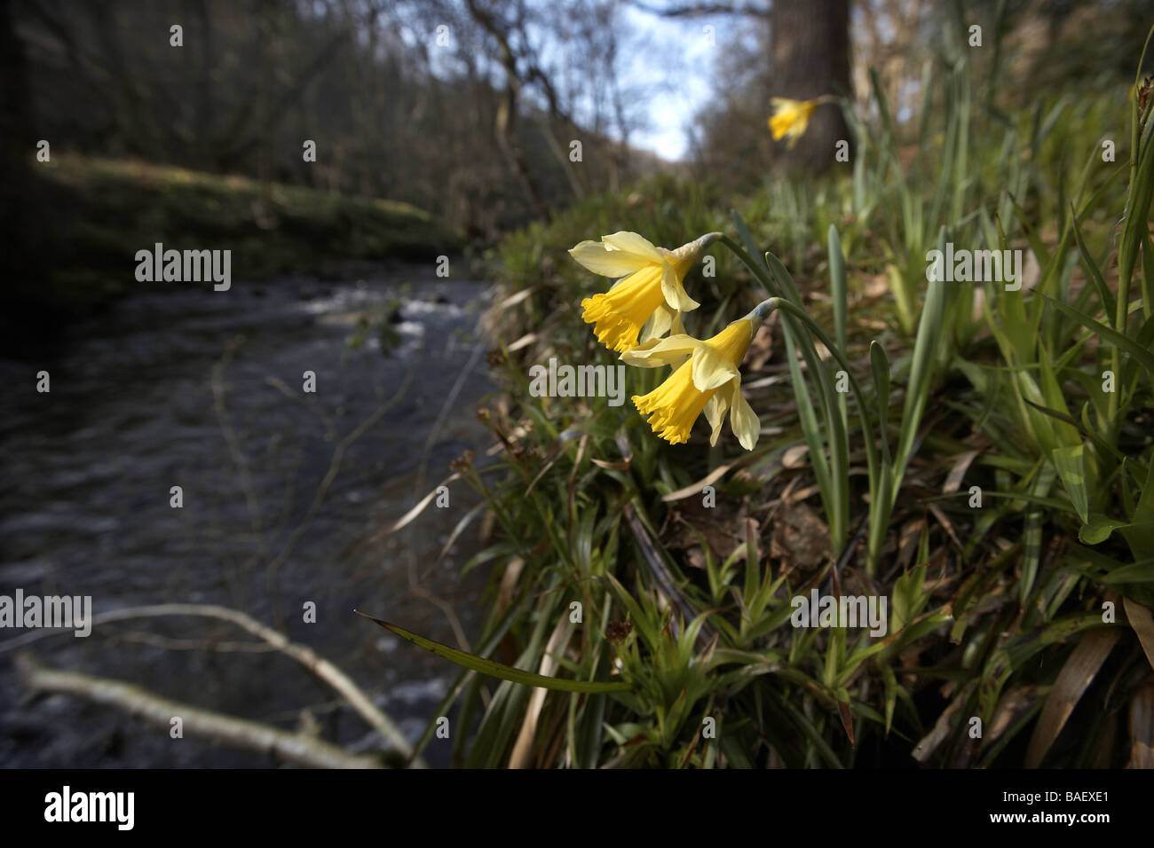 Wilde Narzissen Narcissus Pseudonarcissus von Farndale wachsen nächsten Fluss Dove North Yorkshire UK Stockfoto