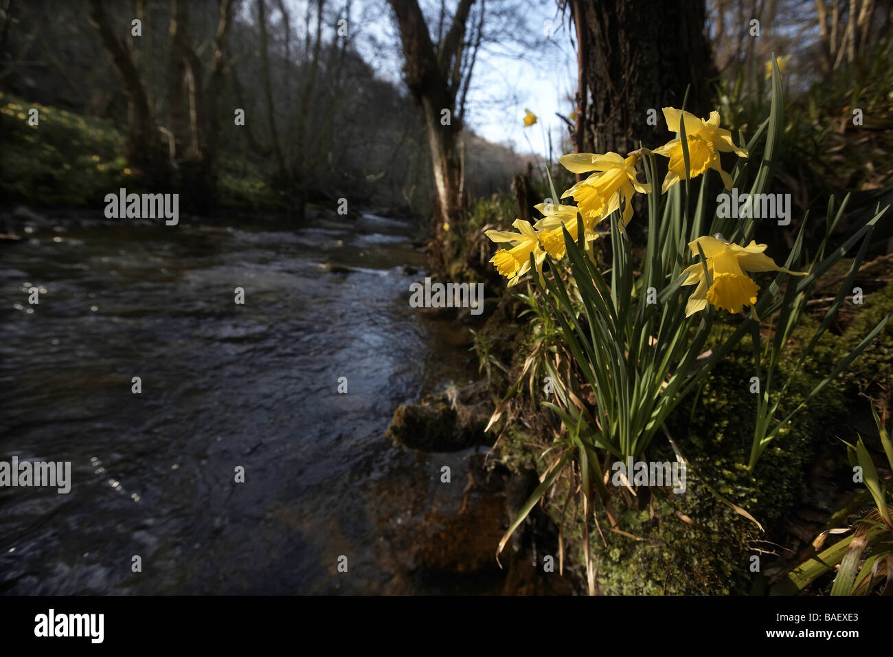 Wilde Narzissen Narcissus Pseudonarcissus der Farndale wachsenden nächsten Fluss Dove North Yorkshire Moors Nationalpark UK Stockfoto
