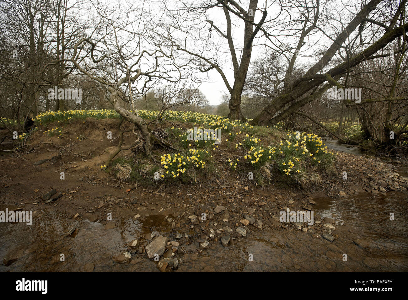 Wilde Narzissen Narcissus Pseudonarcissus der Farndale wachsenden nächsten Fluss Dove North Yorkshire Moors Nationalpark UK Stockfoto