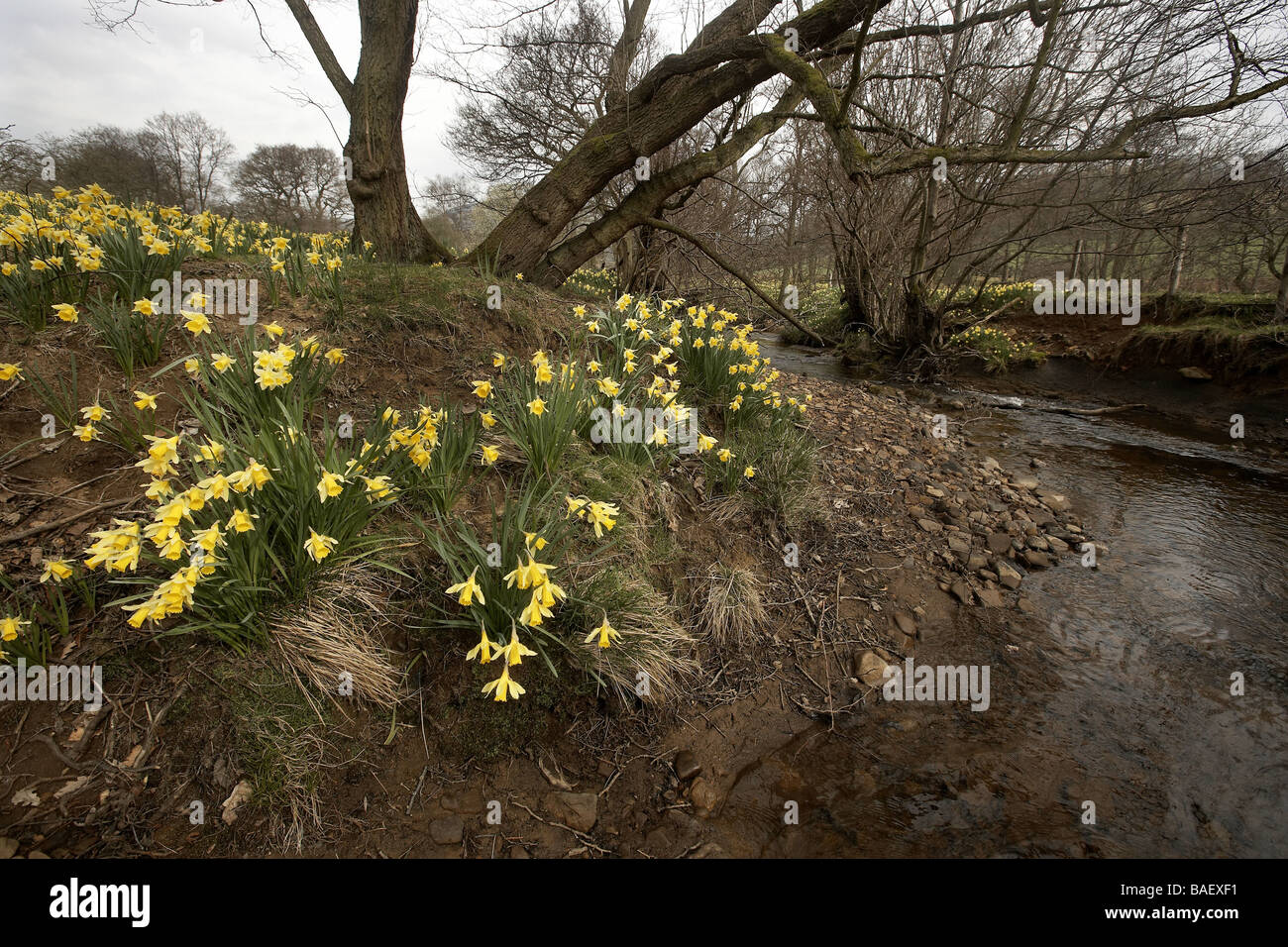 Wilde Narzissen Narcissus Pseudonarcissus der Farndale wachsenden nächsten Fluss Dove North Yorkshire Moors Nationalpark UK Stockfoto
