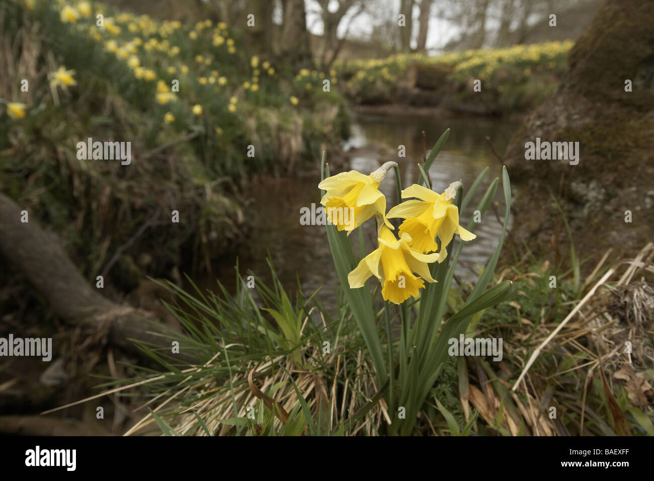 Wilde Narzissen Narcissus Pseudonarcissus der Farndale wachsenden nächsten Fluss Dove North Yorkshire Moors Nationalpark UK Stockfoto