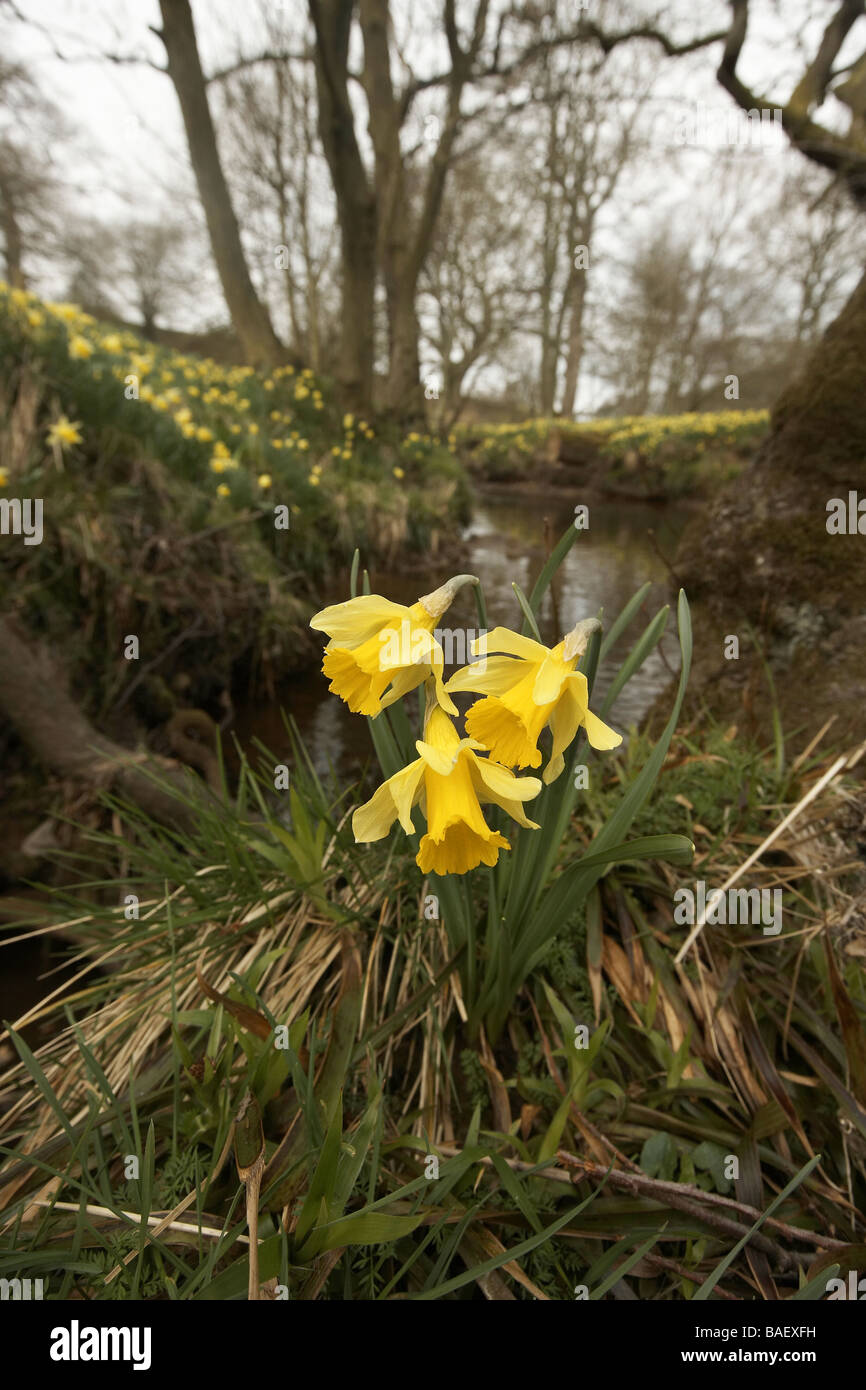 Wilde Narzissen Narcissus Pseudonarcissus der Farndale wachsenden nächsten Fluss Dove North Yorkshire Moors Nationalpark UK Stockfoto