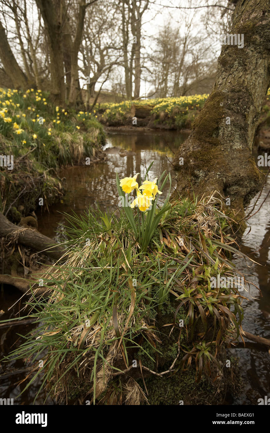 Wilde Narzissen Narcissus Pseudonarcissus der Farndale wachsenden nächsten Fluss Dove North Yorkshire Moors Nationalpark UK Stockfoto
