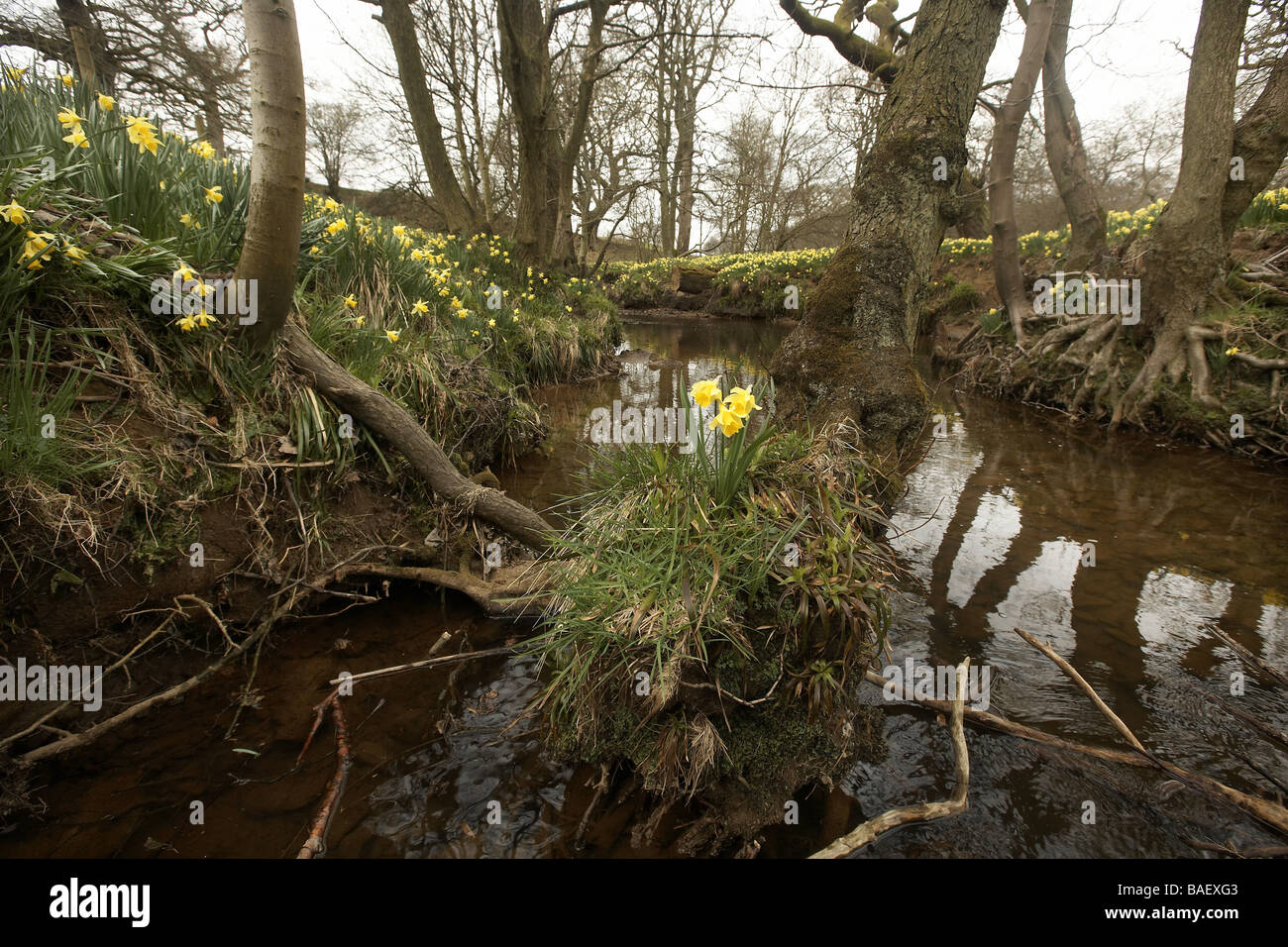 Wilde Narzissen Narcissus Pseudonarcissus der Farndale wachsenden nächsten Fluss Dove North Yorkshire Moors Nationalpark UK Stockfoto