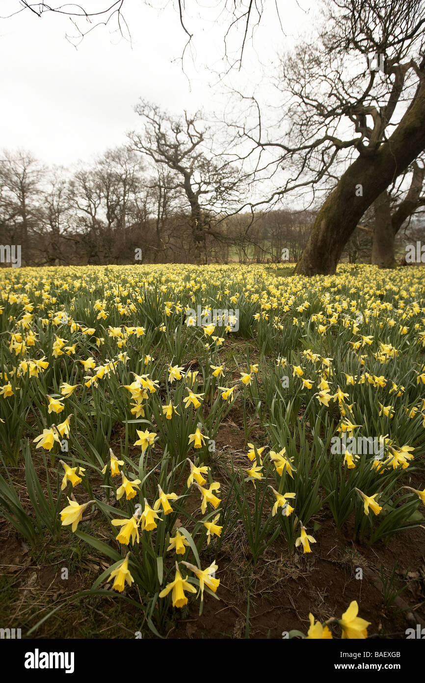 Wilde Narzissen Narcissus Pseudonarcissus von Farndale Stockfoto