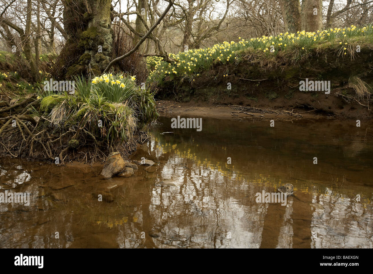 Wilde Narzissen Narcissus Pseudonarcissus der Farndale wachsenden nächsten Fluss Dove North Yorkshire Moors Nationalpark UK Stockfoto
