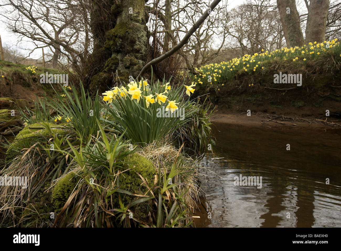 Wilde Narzissen Narcissus Pseudonarcissus der Farndale wachsenden nächsten Fluss Dove North Yorkshire Moors Nationalpark UK Stockfoto