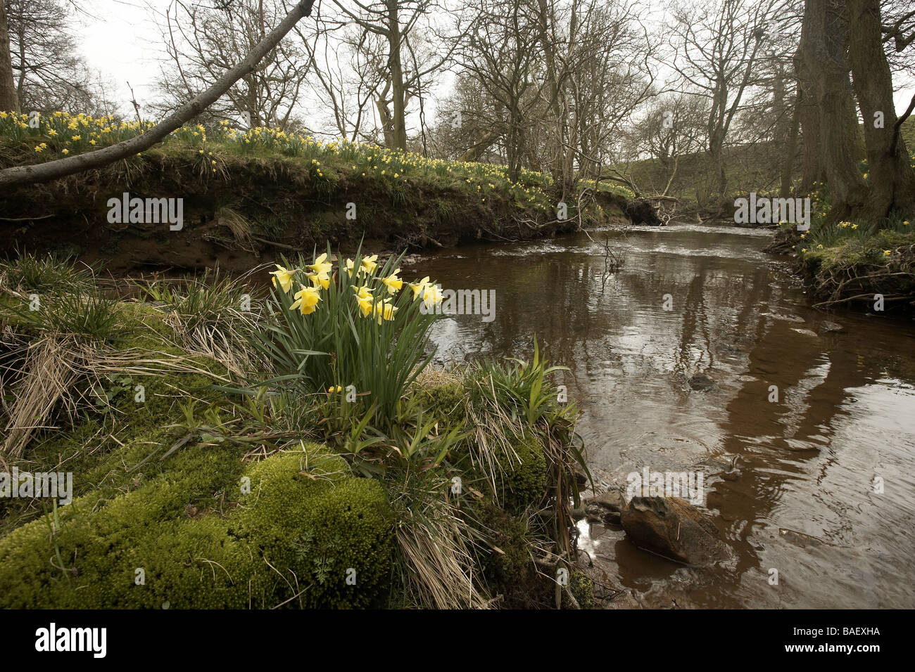 Wilde Narzissen Narcissus Pseudonarcissus der Farndale wachsenden nächsten Fluss Dove North Yorkshire Moors Nationalpark UK Stockfoto