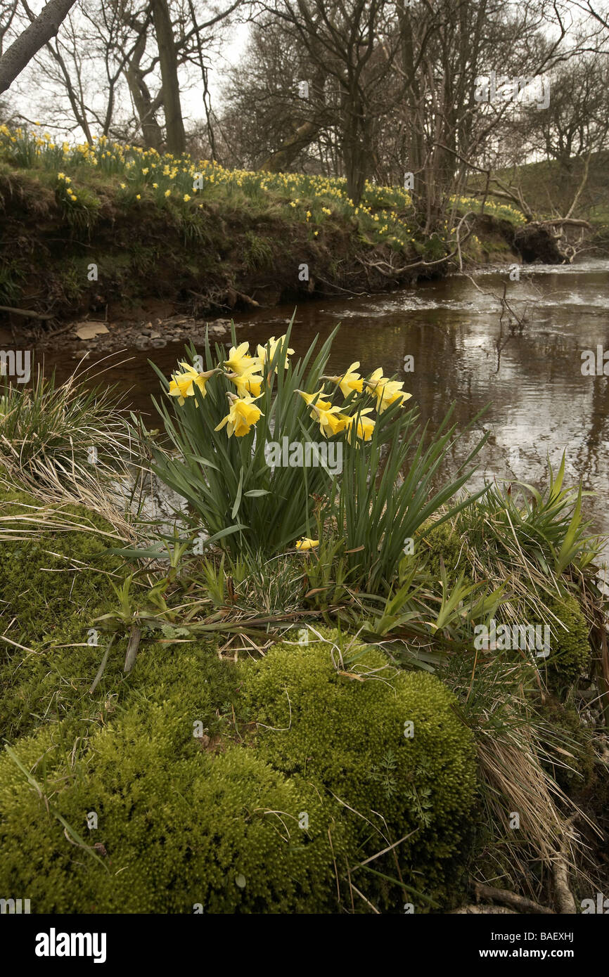 Wilde Narzissen Narcissus Pseudonarcissus der Farndale wachsenden nächsten Fluss Dove North Yorkshire Moors Nationalpark UK Stockfoto