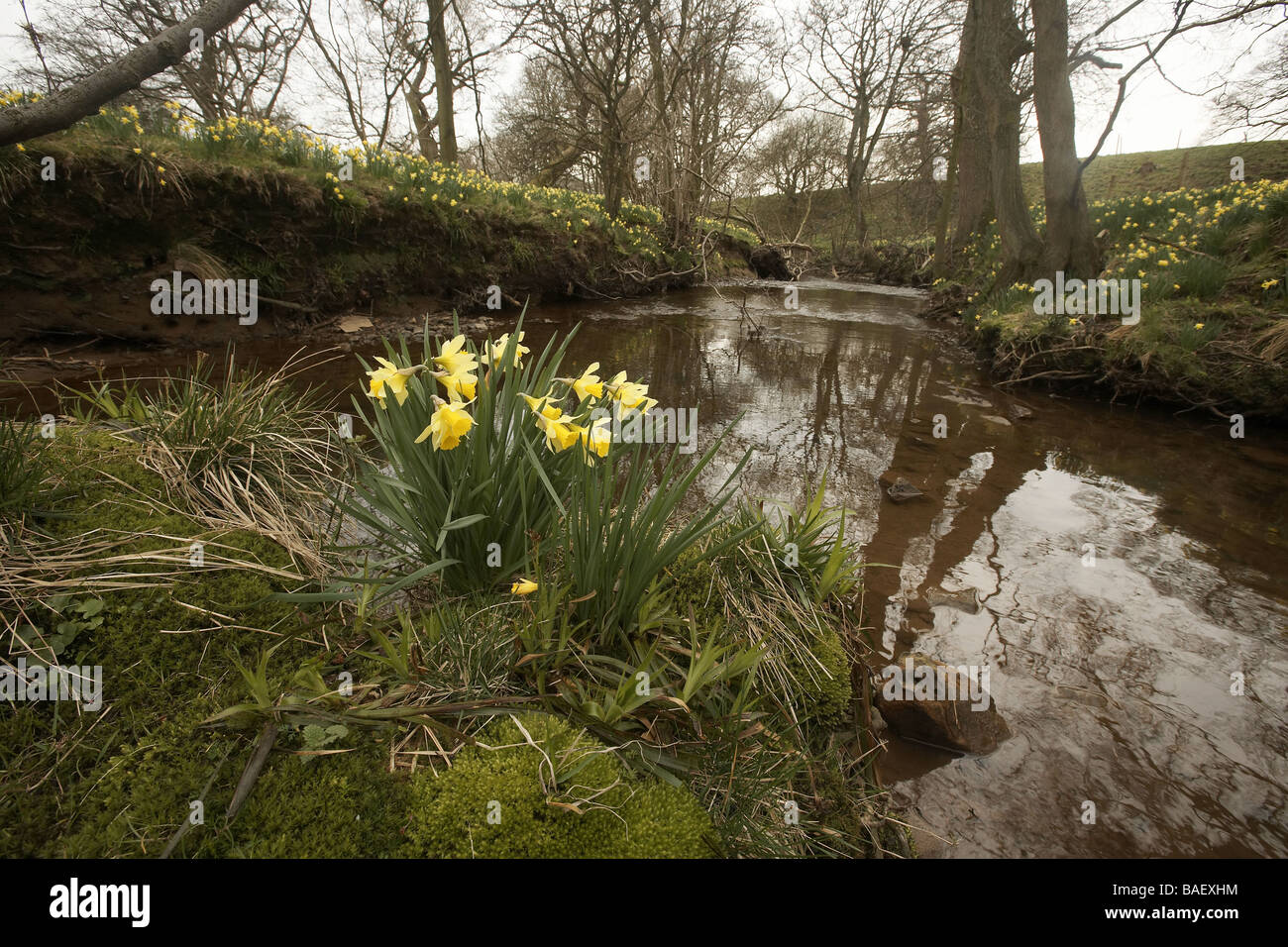 Wilde Narzissen Narcissus Pseudonarcissus der Farndale wachsenden nächsten Fluss Dove North Yorkshire Moors Nationalpark UK Stockfoto