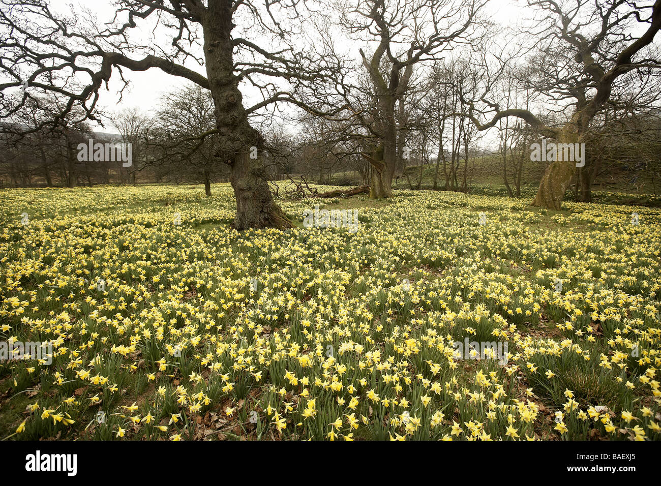 Wilde Narzissen Narcissus Pseudonarcissus der Farndale wachsenden nächsten Fluss Dove North Yorkshire Moors Nationalpark UK Stockfoto