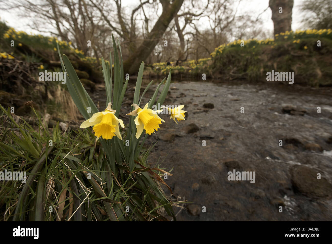 Wilde Narzissen Narcissus Pseudonarcissus der Farndale wachsenden nächsten Fluss Dove North Yorkshire Moors Nationalpark UK Stockfoto